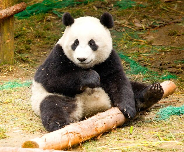 Pandas!! (GIANT PANDA/WOLONG/SICHUAN/CHINA)